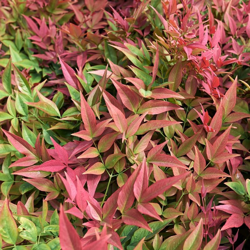 1 Harbor Dwarf Nandina Live Plant (Nandina Domestica), 6-8" Tall in Quart Pot, Low Maintenance, Compact Evergreen Shrub with Red Seasonal Foliage, Ideal for Garden & Landscape - Image 4