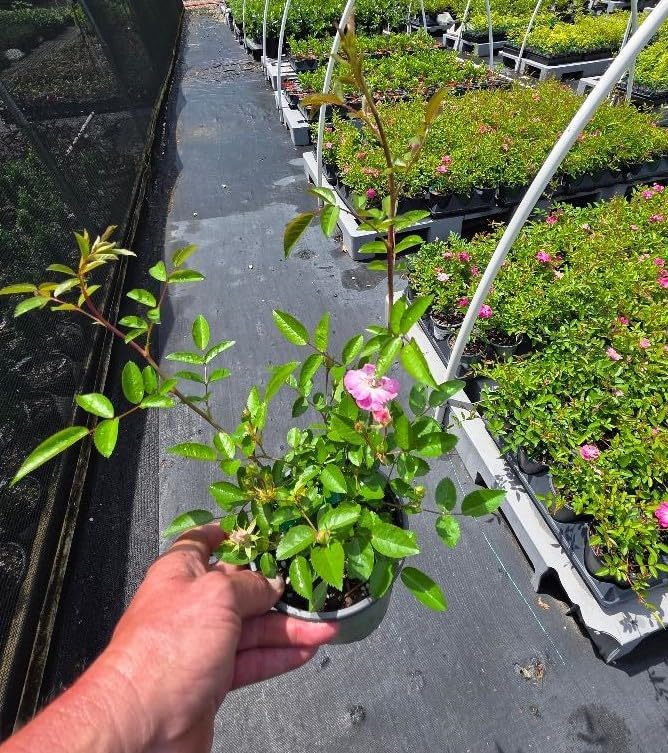 Peggy Martin Climbing Rose - Live Plant - (1 QT) - Image 2