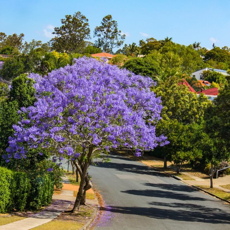 Purple Jacaranda Tree Plant Live, Ornamental Landscape Tree, 4-6 Inch Tall - Image 2