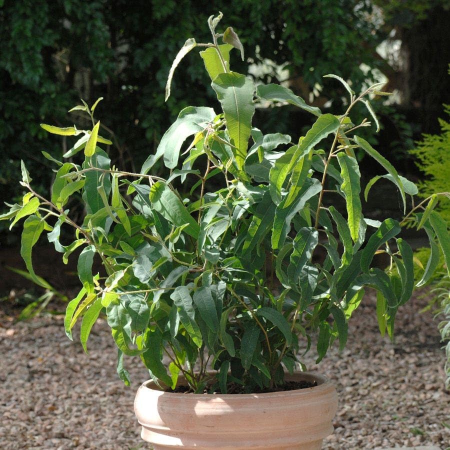 Park Seed Grow Your Own Eucalyptus Seeds Plant, Perfect for Indoor Growing and Spring Garden, Lemon Bush, Pack of 15 by ParkSeed