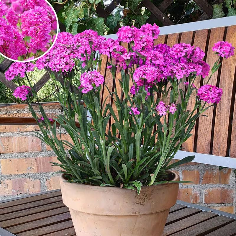 1000+ Perennial Lychnis Pink Flower Seeds for Planting - Hardy Perennial Bright Pink Wildflower,Drought Tolerant - Image 4