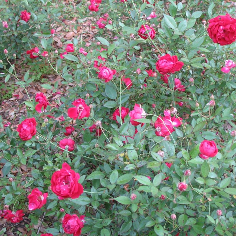 Climbing Rose Live Plant, Outdoor Garden Rose Plant, 5-9 Inch Tall - Image 6