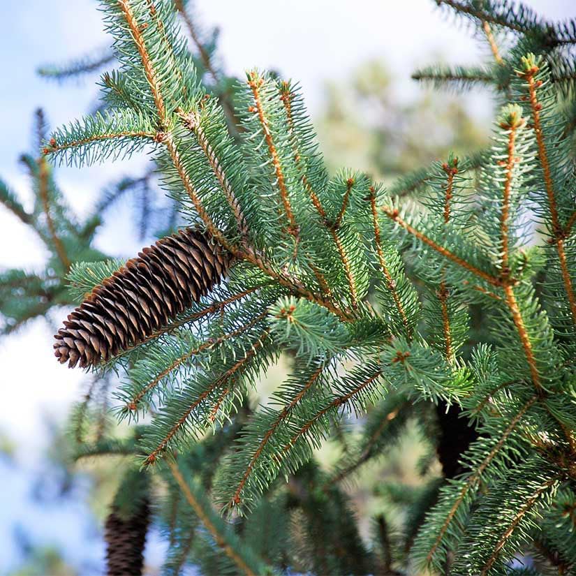 Colorado Blue Spruce Jumbo Tree Plug Seedlings | 12"-18" | Arbor Day Foundation (5-Pack) - Image 4