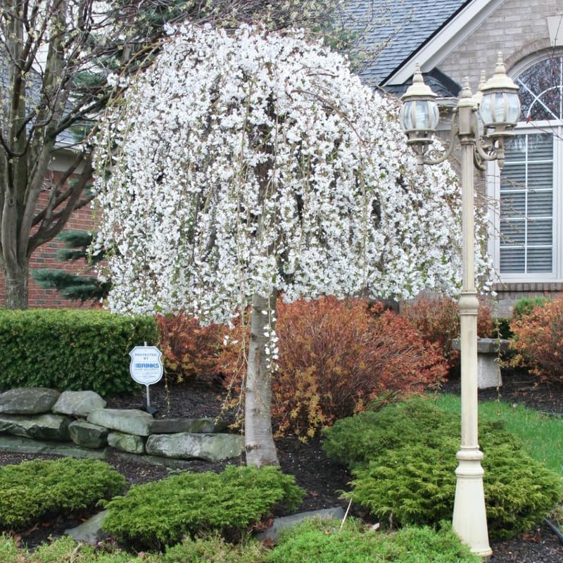 Weeping Cherry Blossom Tree Live Plant, 6-12 Inch Tall, 2.5 Inch Pot by Unknown