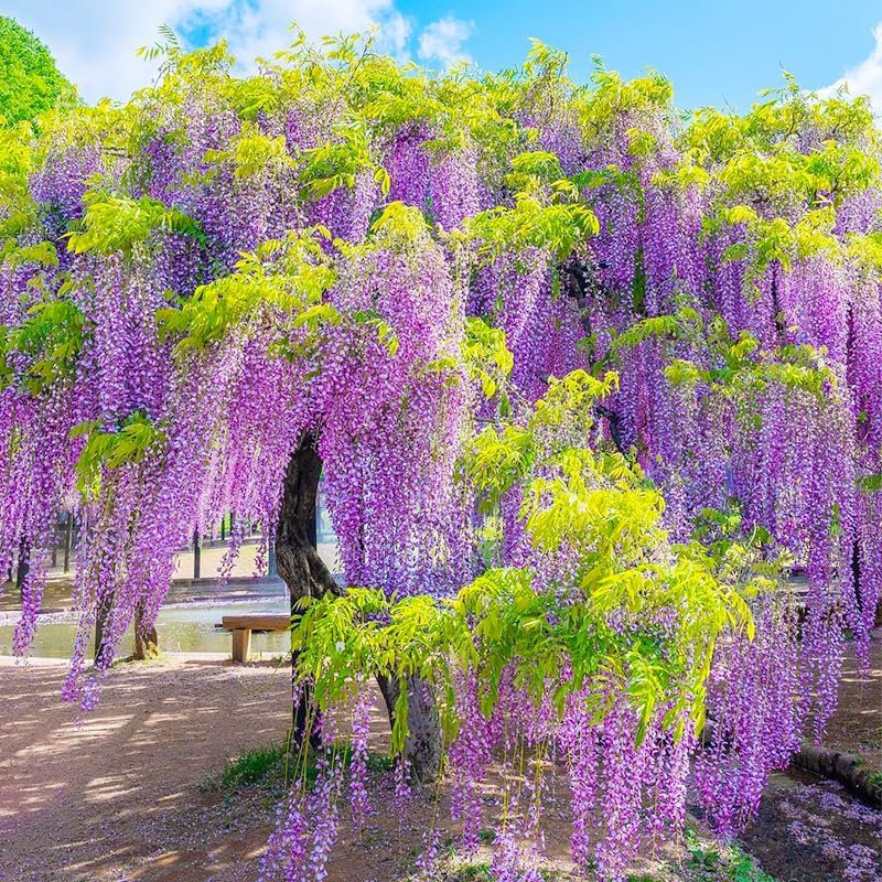 5Pcs Purple Wisteria Tree Seeds for Planting - Non-GMO Heirloom Bonsai Tree Seeds - Image 4