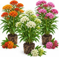 2 Mixed Color Milkweed Live Plants, Hardy Milkweed Shrub Asclepias Flowering Plants for Outdoor Gardens, 4-6 Inches Tall by Unknown