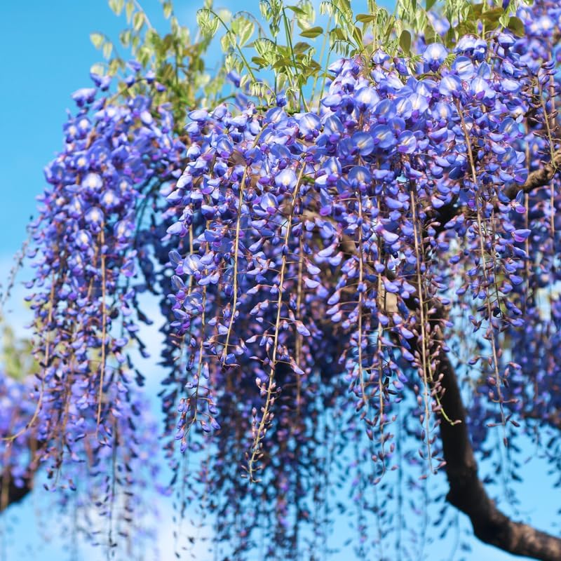 Blue Wisteria Live Plant, Climbing Vine Flower, 6-12 Inch Tall, in Pot - Image 6