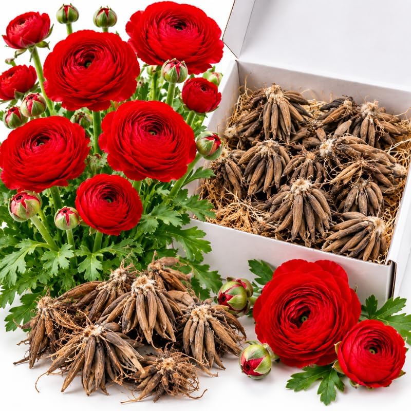 25 Red Ranunculus Bulbs, Perennial Flower Corm to Grow by HILROQG