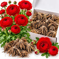 25 Red Ranunculus Bulbs, Perennial Flower Corm to Grow by HILROQG