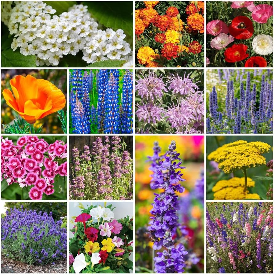Park Seed Perennial Wildflower Garden Seed - Deer Resistant Mix, 1/4 lb by ParkSeed