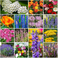Park Seed Grow Your Own Vibrant Annual and Perennial Wildflower Garden Seed Mixture, Easy to Grow Varieties for Pollinators and Spring Gardens - Deer Resistant Mix, 25 lbs by ParkSeed