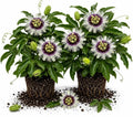 2 White Purple Passiflora Plants, Colorful Passion Flower Vines, 4-7'' Tall by UIOTER