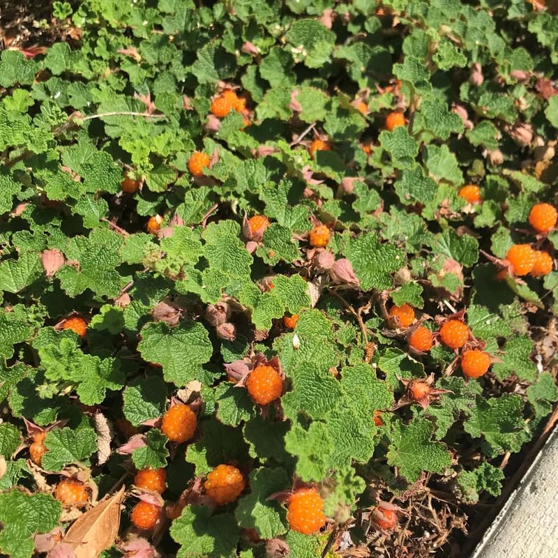 Creeping Raspberry Live Plant Potted 1-2 Years Old, Berry Bush - Image 5