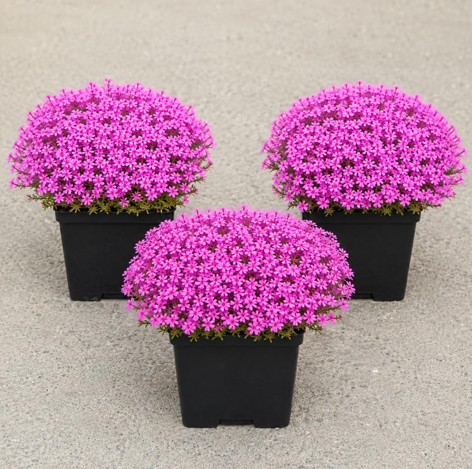 Pack of 3 Creeping Phlox Live Plants, Pink Phlox Ground Cover Plant for Banks, Rock Gardens, Walkways,4" Pot by Unknown