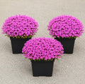 Pack of 3 Creeping Phlox Live Plants, Pink Phlox Ground Cover Plant for Banks, Rock Gardens, Walkways,4" Pot by Unknown