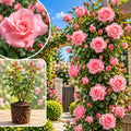 Pink Climbing Roses Live Plants, Fragrant Starter 5-9" Tall by Unknown