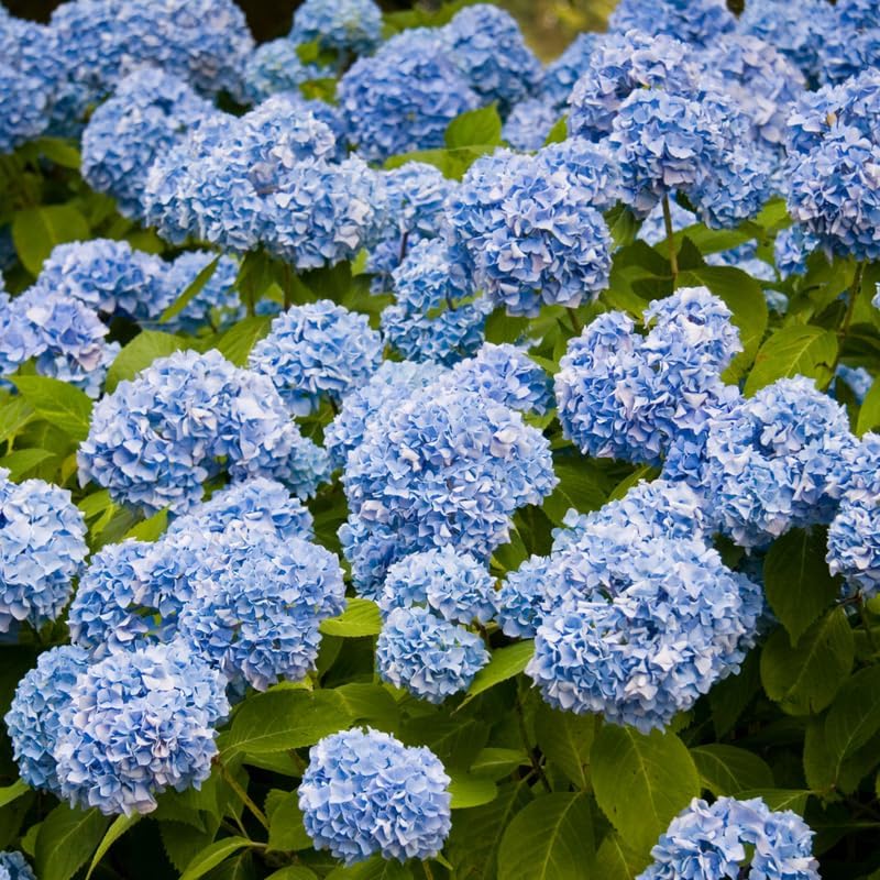Blue Hydrangea Live Plant, Perennial Flowering Bush, 4-7'' Tall, 2.5'' Pot - Image 2