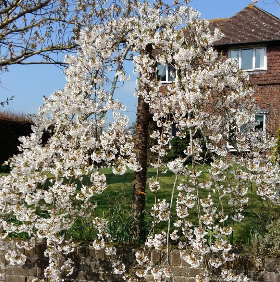 Pack of 2 Weeping Cherry Trees Live Plant Cherry Blossom Tree, Ornamental Tree White Blooms, 6-12" Tall in Small Pot - Image 3
