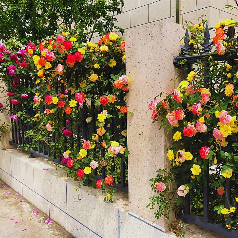 Orange Yellow Live Rose Plant, Ornamental Rose Plant, 5-7 Inch Tall - Image 4