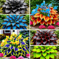315+ Perennial Mix Color Hosta Seeds for Planting in Outdoor Garden - Shade Tolerant Plant Seeds,Ideal for Borders & Containers by Unknown