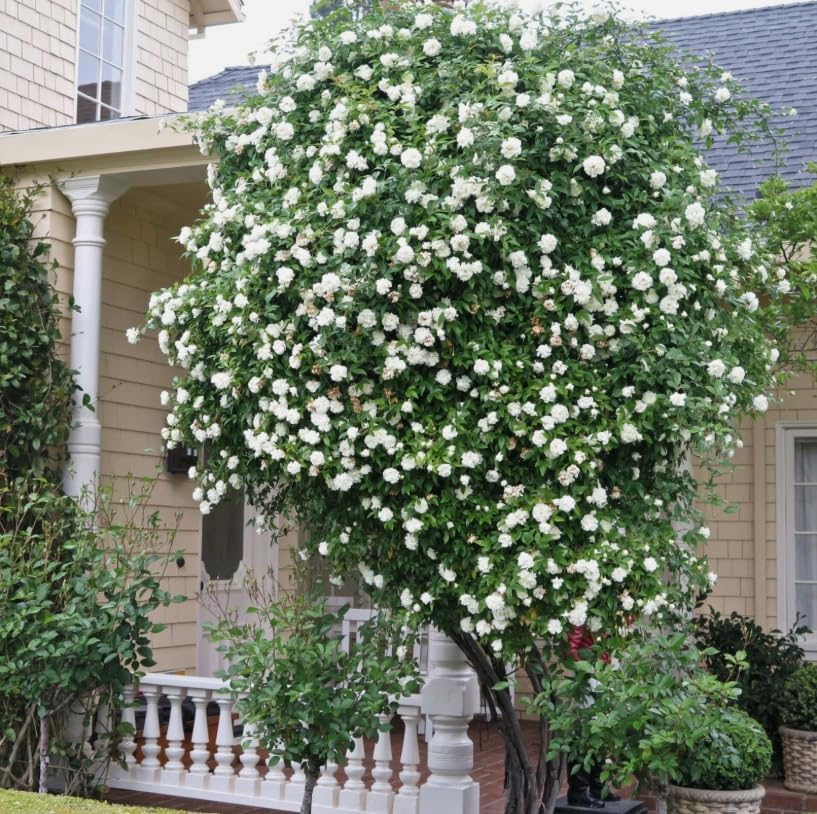 White Climbing Roses Live Plants 7-12 "Tall 5" Pot, Heirloom Roses Climber Repeat Flowering, Vibrant Blooms, Hardy Shrub Outdoor Garden Flower - Image 6