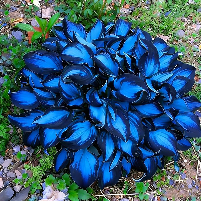 330+ Mixed Color Hosta Seeds for Planting - Shade-Tolerant Perennials, Dual Use for Ground Cover & Pots, Create Cool Shaded Gardens - Image 4