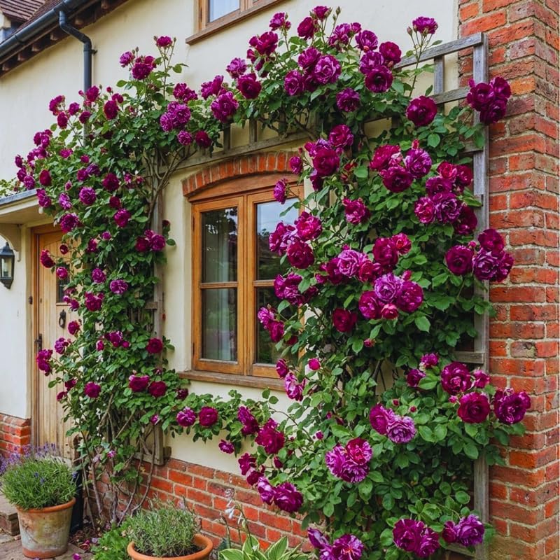 Purple Red Climbing Roses Live Plant, Rose Plant, 5-7 Inch Tall - Image 6