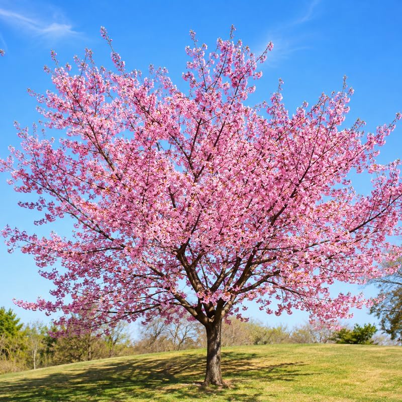 2 Autumnalis Cherry Tree Live Plant - Image 5