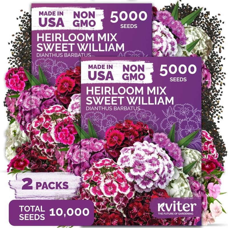 10,000 Mix Sweet William Heirloom Flower Seeds, Dianthus Barbatus by KVITER