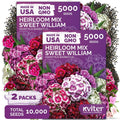 10,000 Mix Sweet William Heirloom Flower Seeds, Dianthus Barbatus by KVITER