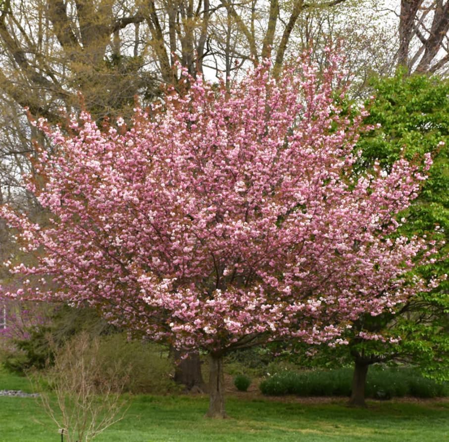 Kwanzan Flowering Cherry Trees Live Plant Cherry Blossom Tree, Ornamental Tree Double Pink Blooms, 6-12" Tall in Small Pot - Image 6
