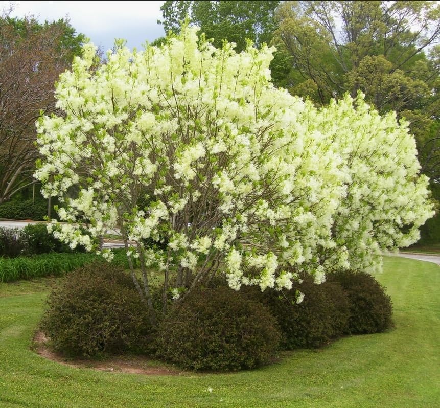 2 Winter Honeysuckle Shrubs - 6-12" Tall Live Plants - Flowering Fragrant Honeysuckle Bushes - Lonicera fragrantissima - (2 Pack) - Image 4