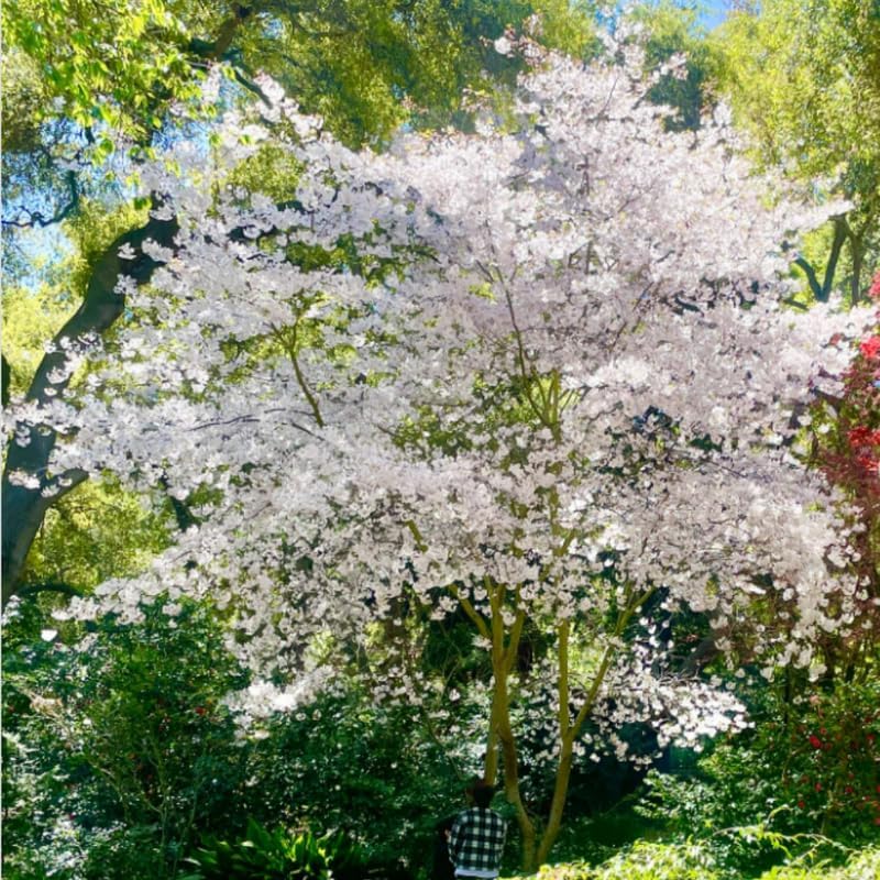 Flowering Cherry Tree Live Plant, Landscape Bloom Tree, 2.5 Inch Pot - Image 3