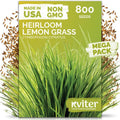 800 Lemongrass Heirloom Herb Seeds for Planting, Cymbopogon Citratus by KVITER