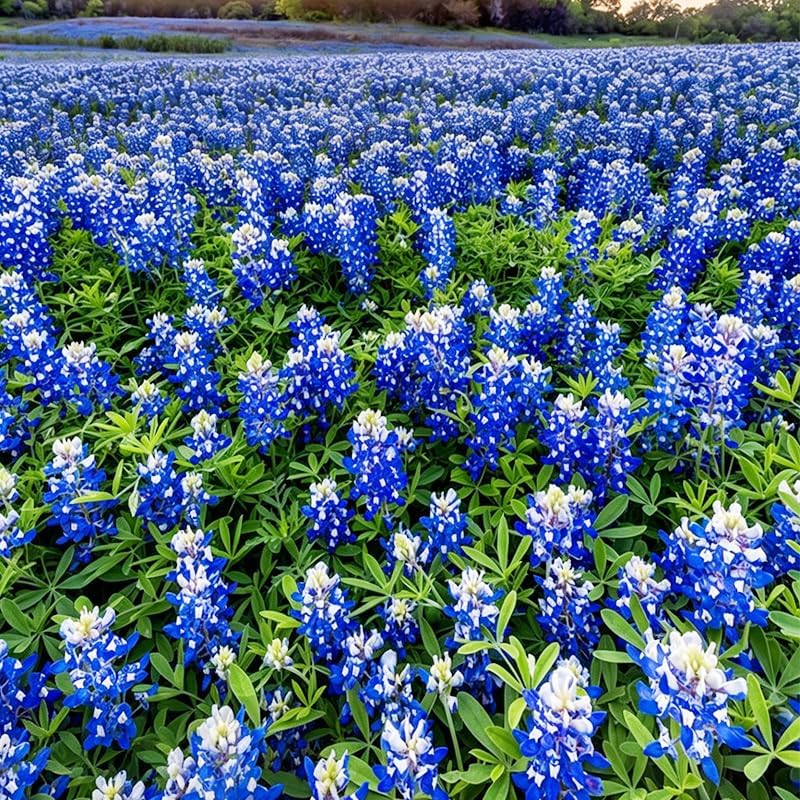 1000Pcs Perennial Texas Bluebonnet Seeds for Planting - Drought-Tolerant Ornamental Flower - Image 3