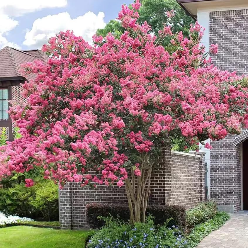2 Pink Crape Myrtle Trees - 6-12" Tall Live Plants - Quart Pots by Unknown