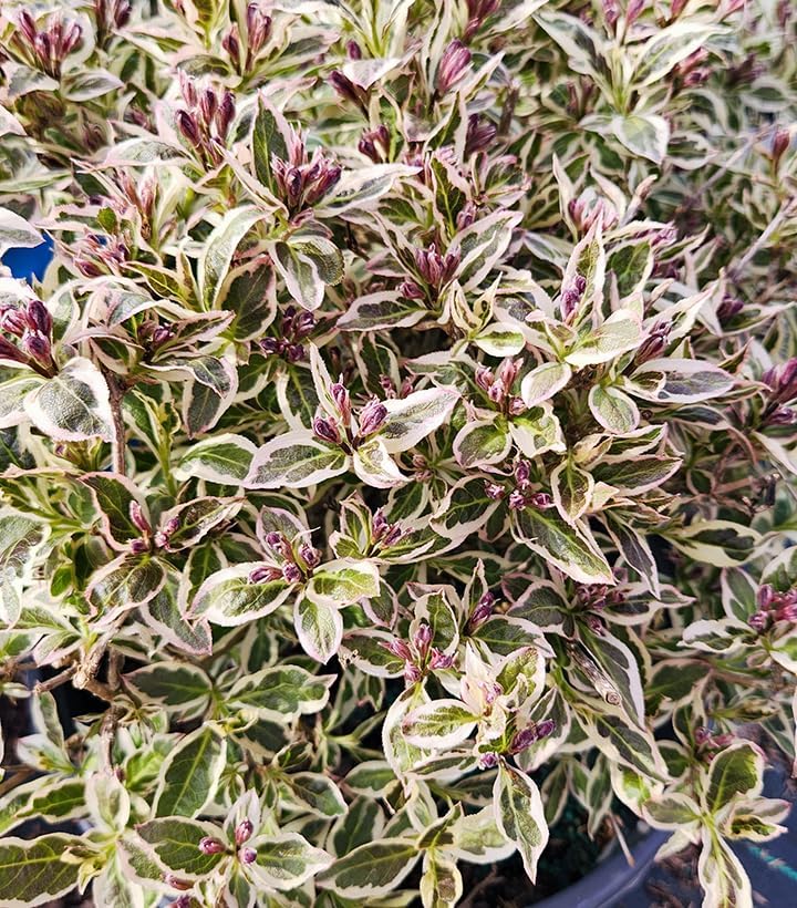 Live Plant from Green Promise Farms - Weigela Florida, My Monet #3 Gallon Size Container Pink Flowers - Image 3