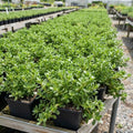 Purslane Herb Live Plant, Yellow Flowers Ground Cover Heirloom Purslane Plant Live Creeping Succulent, 4 Inc Pot by Unknown