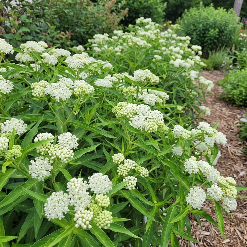 2 White Milkweed Live Plants, 3-6 Inch Tall - Image 4