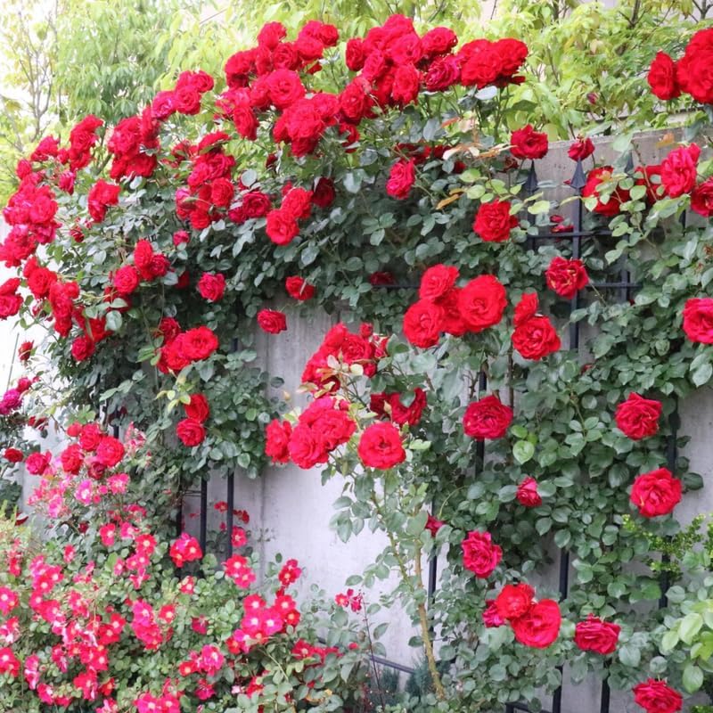 Don Juan Live Rose Plant, Hardy Reblooming Rose Bush, 5-9 Inch Tall - Image 4