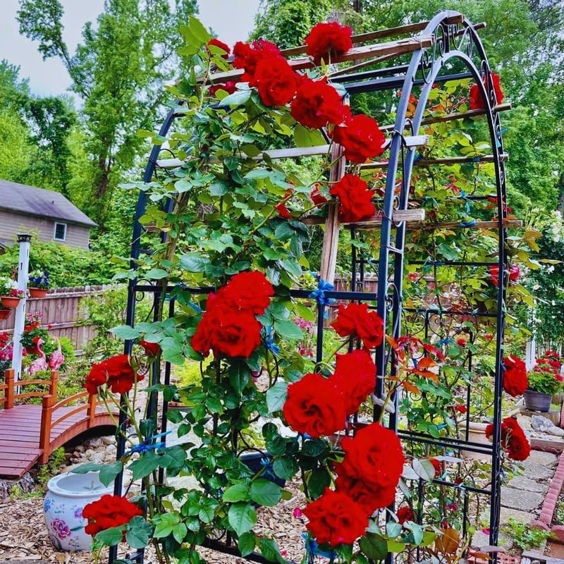 Don Juan Red Rose Bush Plant, Climbing Rose Plant, 5-7 Inch Tall - Image 7