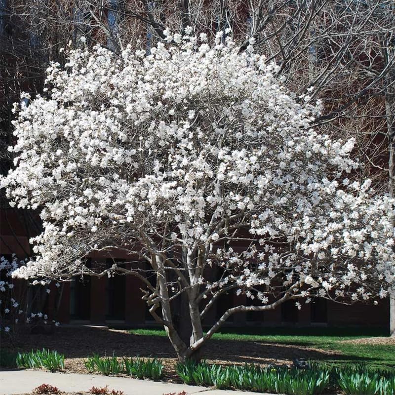 Star Magnolia Tree Plant Live, Cold Hardy Flower Tree, 6-12 Inch Tall - Image 6