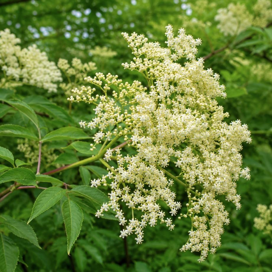 Ranch Elderberry Shrub - 10-14" Tall Live Plant - Gallon Pot - Image 4
