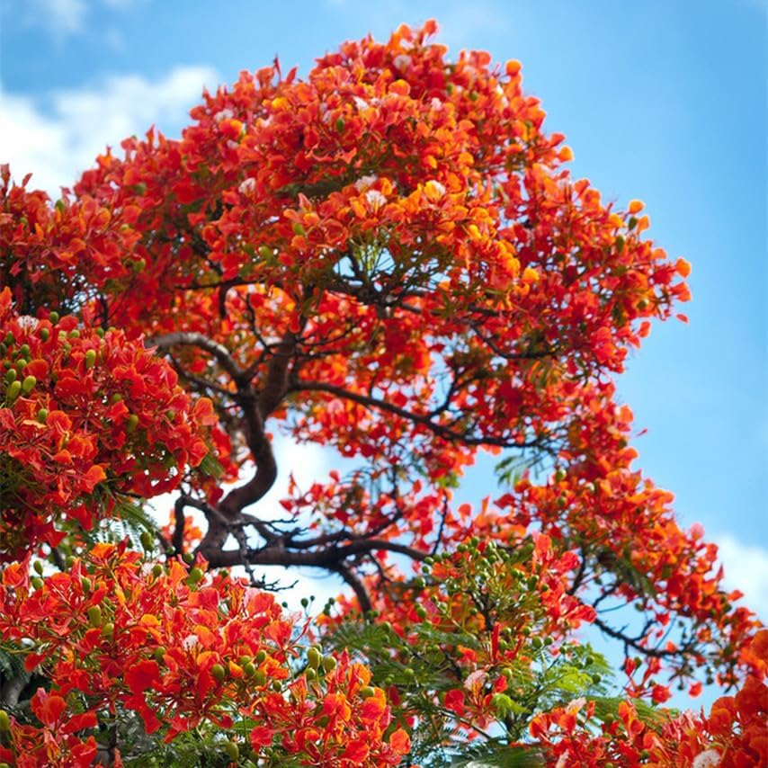 30 Royal Poinciana Tree Seeds, Delonix Regia Bonsai Tree Seeds, Exotic Ornamental Tree Seed for Garden, Landscaping & Bonsai Growing - Image 2