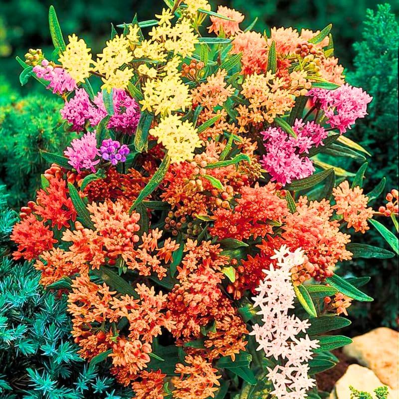 2 Mixed Butterfly Milkweed Plants Live, Native Flower Plant, 4-9 Inch Tall - Image 3