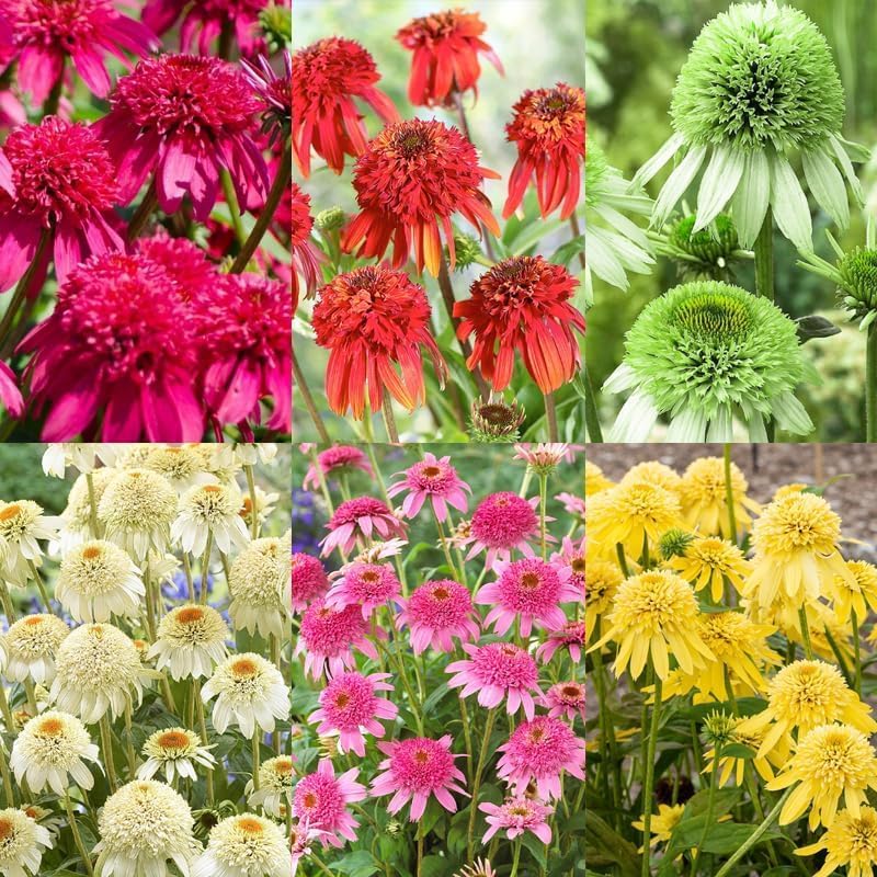 285+ Echinacea Coneflower Seeds for Planting Outdoor Drought-Tolerant Perennial Native Wildflower Seeds for Natural Gardens - Image 5