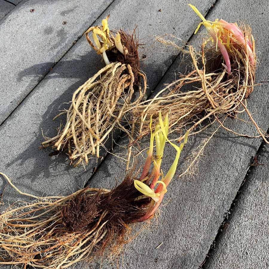 Eden Brothers Siberian Iris Roots - Black Flowered - Image 2