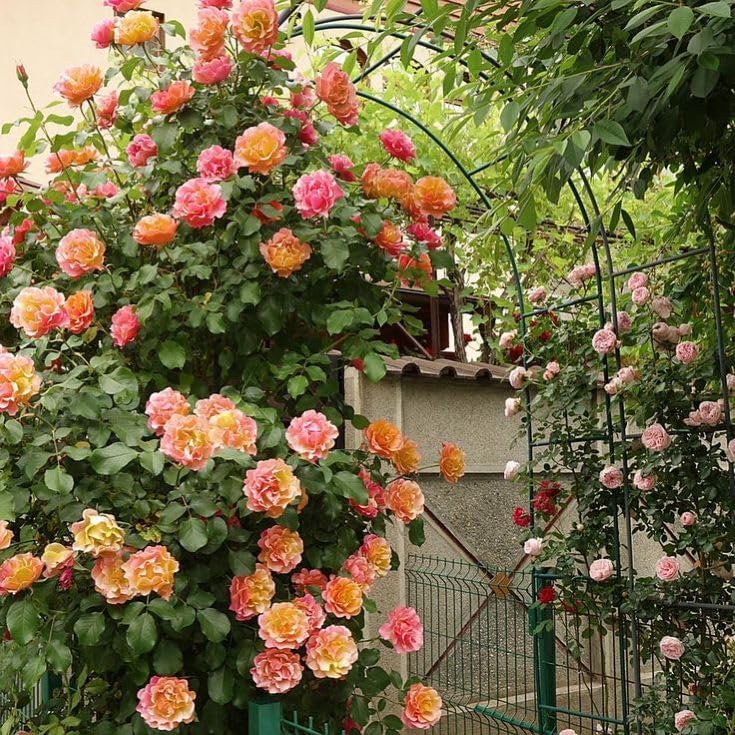 Joseph's Coat Climbing Rose - Live Plant - (1 QT) - Image 3