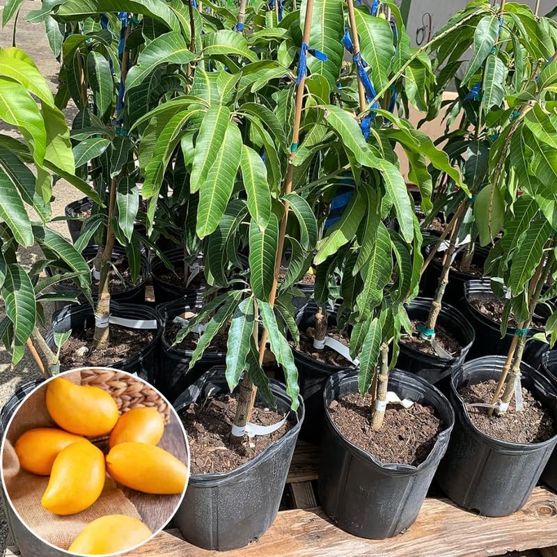 Lemon Mango Tree Live Plant, Tropical Fruit, 3 Gallon Pot - Image 5