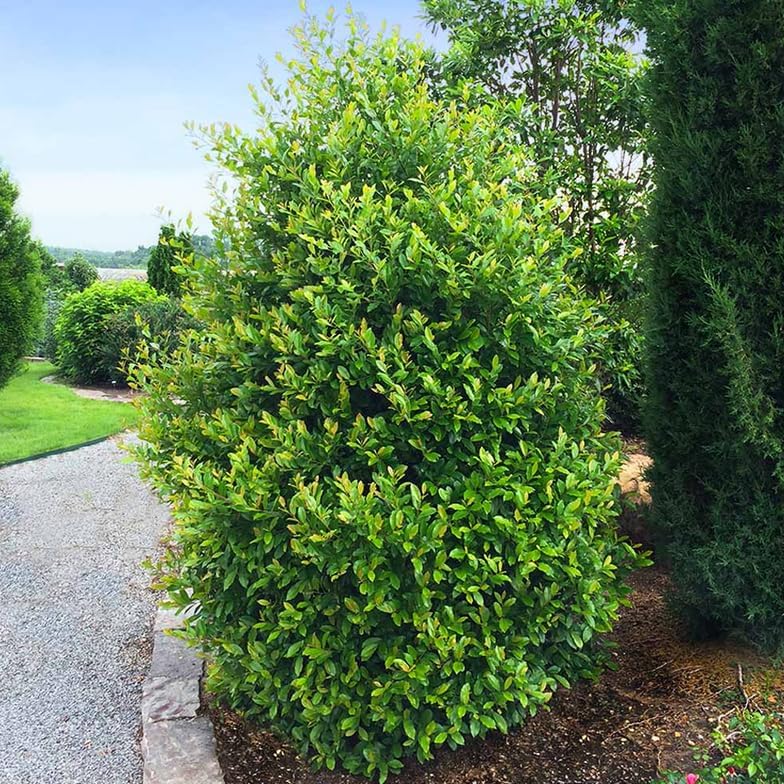 2 Carolina Cherry Laurel Shrubs - 4-6" Tall Live Plants - 3" Pots - Image 5